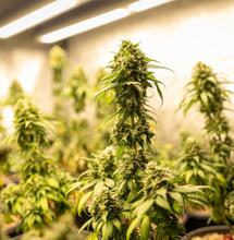 Pěstování konopí metodou Sea of Green