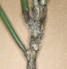 Botritis en el cannabis. Fotos de Penn State Department of Plant Pathology & Environmental Microbiology Archives , Penn State University, Bugwood.org.