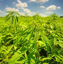Classification of hemp is determined by its THC levels