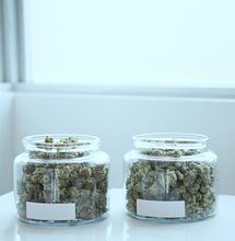  Signs of 'Reverse Spin Bias' Found in Medical Cannabis Studies