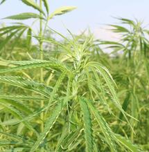 Rohstoff hanf ist besser