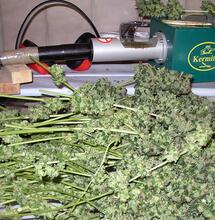 Marijuana trimmen? Edibles backen!