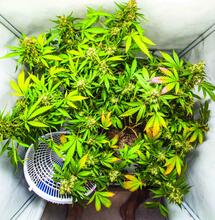 Esquejes: preparación y propagación