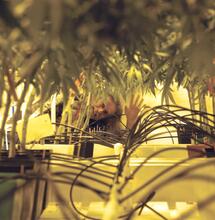 Falsch diagnostizierte probleme mit der plantage