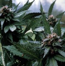 Reproducir rasgos dominantes en la crianza del cannabis