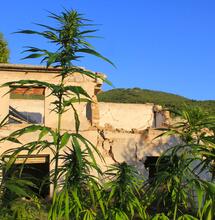 Piante tra le macerie dell'azienda agricola Etiche Terre a San Pellegrino, azienda crollata nel 2016 e ancora da ricostruire