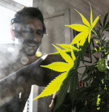 ¿Qué hacer con "la pálida" de la marihuana?