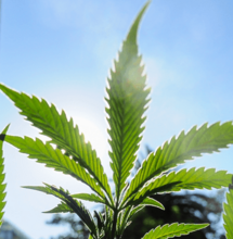 Cinco años de regulación: poco faso en farmacias