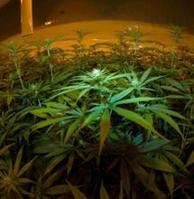 Niveles óptimos de electroconductividad en el cannabis