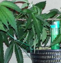 Control de la altura de la planta