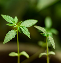 Entrevista al breeder de Trichome Jungle Seeds