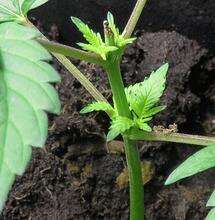 Cannabis medicinal en la tercera edad: autonomía y protagonismo