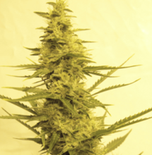 7 GRZECHÓW GŁÓWNYCH GROWERA