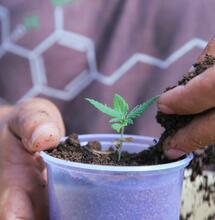 Mamá Cultiva Paraguay: madres ilegales en la tierra de la marihuana