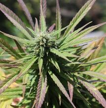 Máme pro tebe 10 ověřených tipů, jak si letos vypěstovat kvalitní venkovní úrodu konopí.