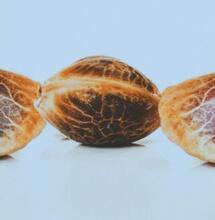 10 wskazówek dot. hodowli konopi