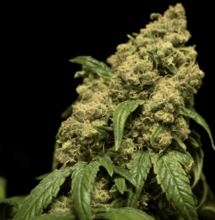 10 Reasons Why Your Autos Are Stunted and Small Plants