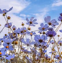 blue spring flowers in nature, cannabis spring activities 