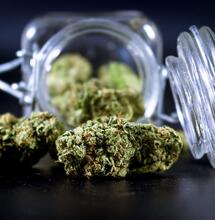 From aroma to effects, explore the 10 key steps used to evaluate cannabis entries in competitions. A practical guide for beginners and aspiring judges.