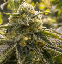 10 Top Tips on Growing Autoflowering Cannabis Outdoors