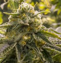 10 Tipps für den Anbau von selbstblühendem Cannabis im Freien