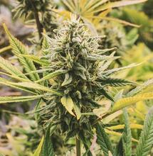 Cannabis - Exportpotenzial und globale Herausforderungen