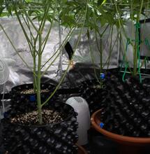 ¿Por qué y cómo podar la marihuana?