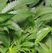 The Facts To Know About Indica And Sativa