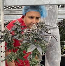 14 mei: Documentaire Holland Drugsland over Vrije Wiet