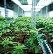 Canadá recaudó U$S 139 millones en venta de cannabis