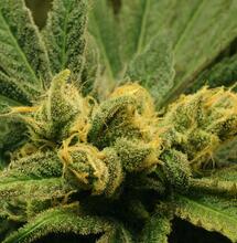 Marijuana Fields in Sierra Nevada Linked to Rare Wildlife Deaths