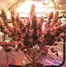 The evolution of autoflowering genetics