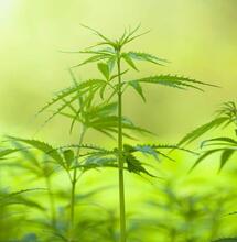 Trucos para un buen crecimiento de la marihuana