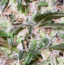 Le breeding selon JGL