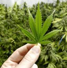 Cannabis Light: libera vendita o divieto assoluto?