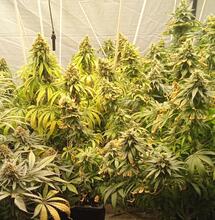 How Cannabis Plants Express Themselves - Plant Characteristics and Traits