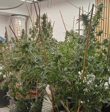 All You Need to Know about Amino, Humic and Fulvic Acids