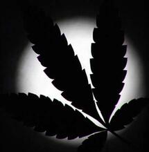 Cultiva cannabis aprendiendo con la luna