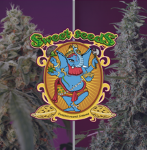 Bruce Banner Auto® a Sweet Cherry Pie®