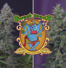 Sweet Amnesia Haze XL Auto®