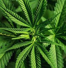 Man hid dead neighbours body and grew cannabis