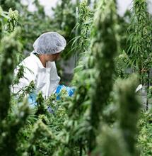 Auge y caída de Bedrocan: pionero de la marihuana medicinal