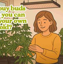 How to grow cannabis at home?