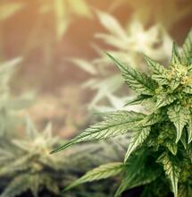 10 Top Tips for Producing Big Yields In Small Indoor Spaces