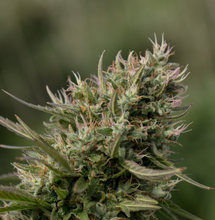 Variedades USA y Red Family de Sweet Seeds