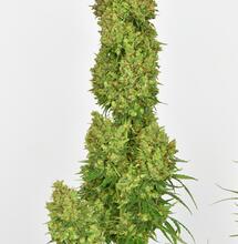 Autoflowering- oder klassische Sorten?