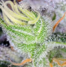 Cannabis vaporisieren! Tipps für Praktiker (1)