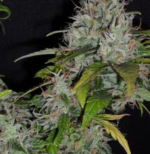 Drogie Czytelniczki, drodzy Czytelnicy,