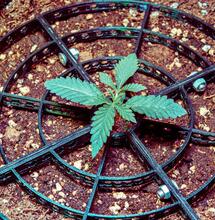 Cultivo de Blueberry Cookies y Ocean Grown Cookies