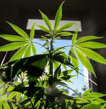 Deja la maceta quieta que ella se arregla con el Sol